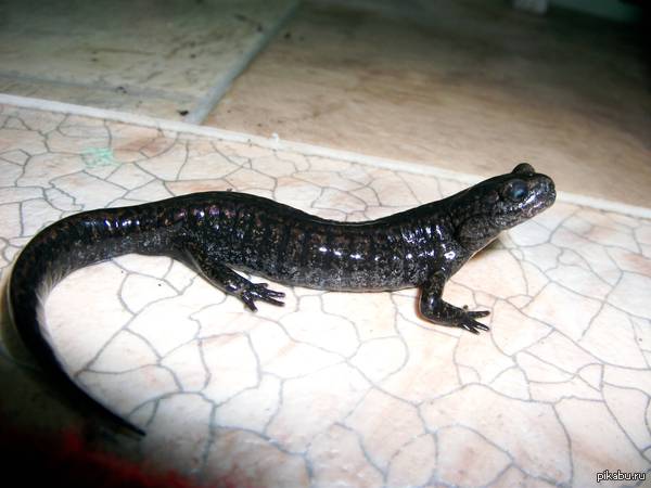 Сибирский углозуб