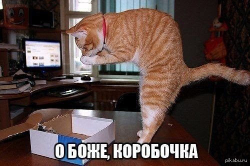 Радость | Пикабу