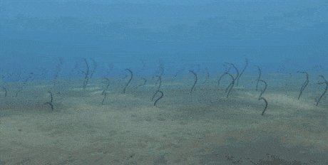 Змеиная туса на дне