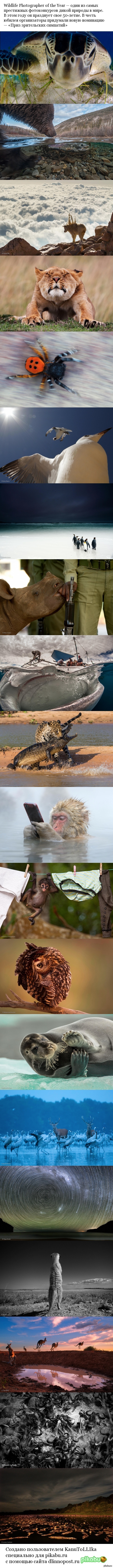 21 снимок, на которых запечатлена красота и грация природного мира