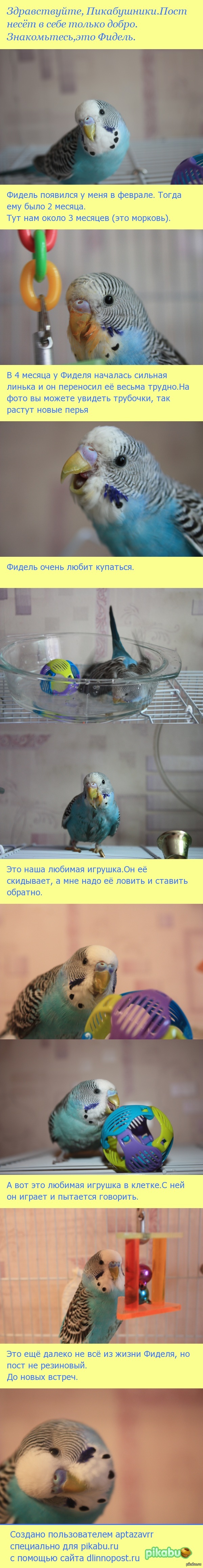 �����������,������