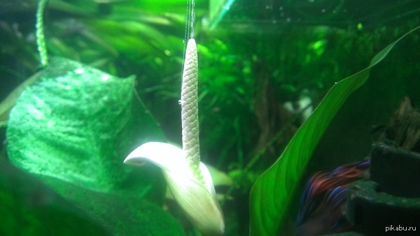 А у меня в аквариуме расцвел Анубиас))