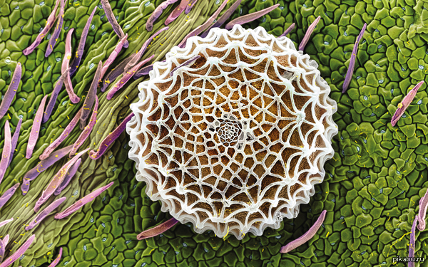 ���� ������� Lysandra bellargus.