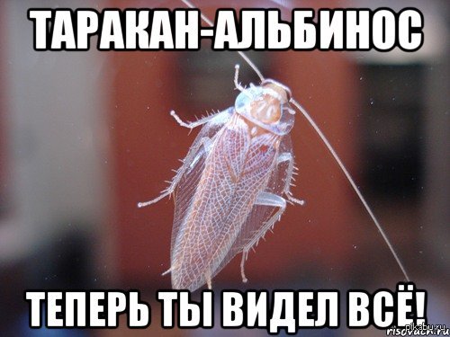 Таракан-альбинос