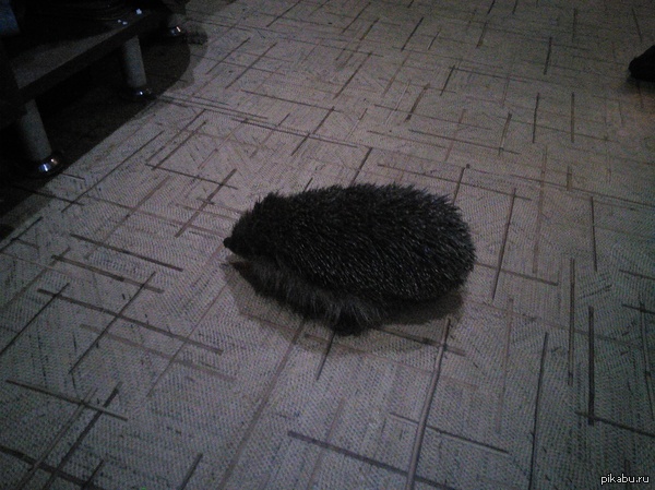 Night guest. - Cruelty to animals, Hedgehog, My, Photo on sneaker