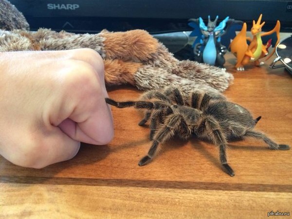 "��� ����, ����"