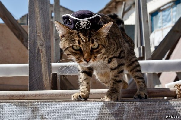 Маленький пират | Пикабу