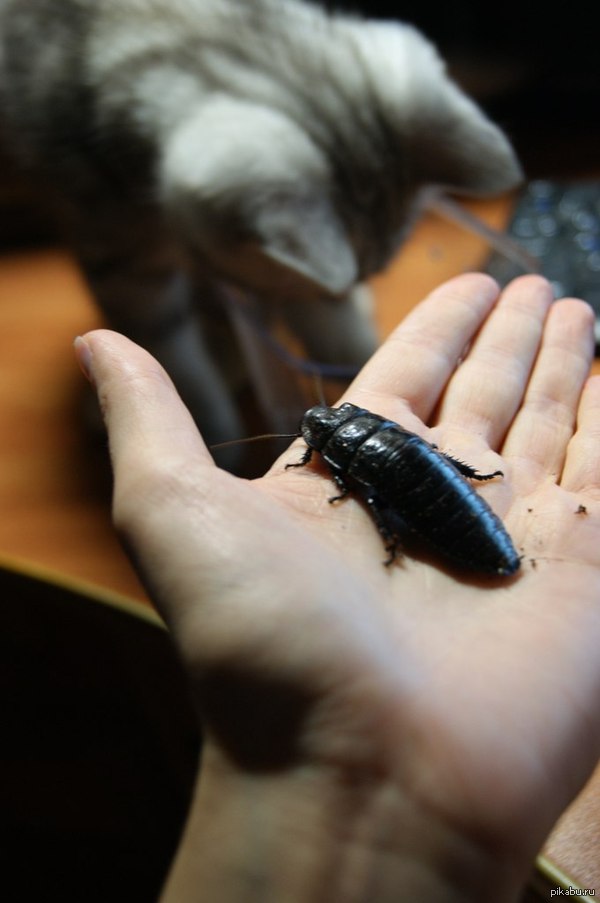 ������� ������� ������� - ���������