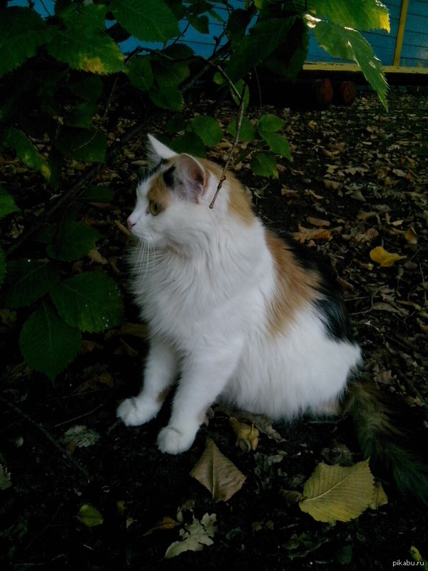 �������������� ������� �����