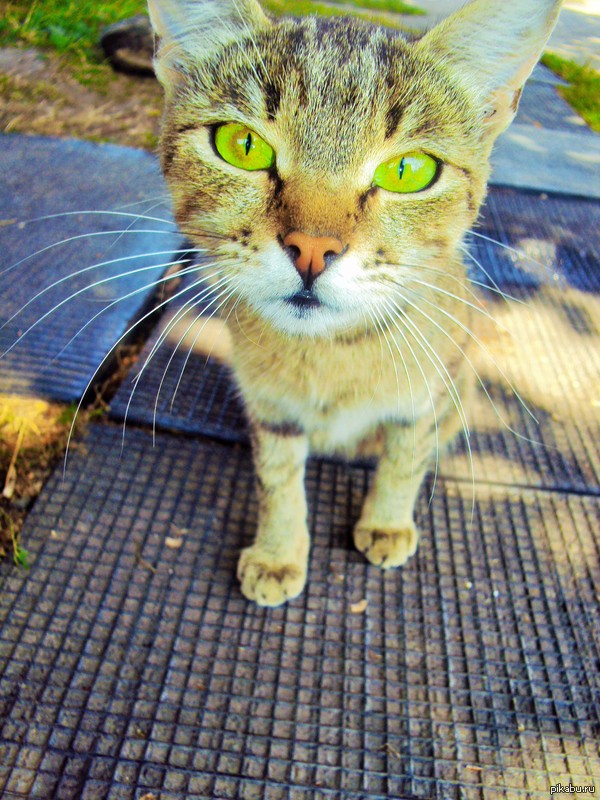 ��� ���� �����