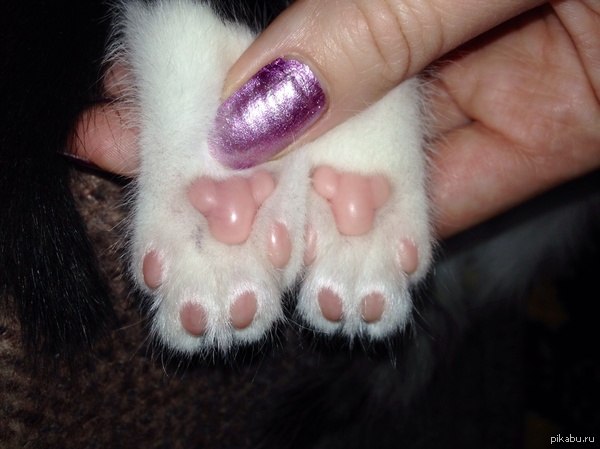 Всем мишек! ^^