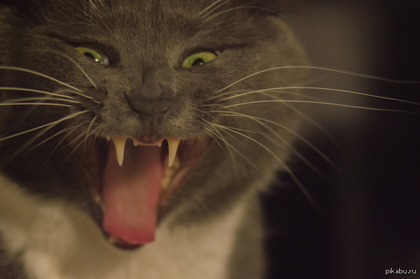 �������� ���