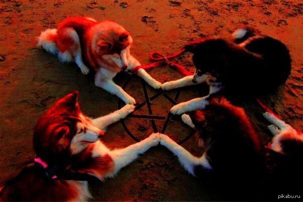 Четыре хаски по утру — вызывают Сатану