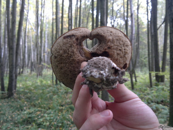 ����������� ����