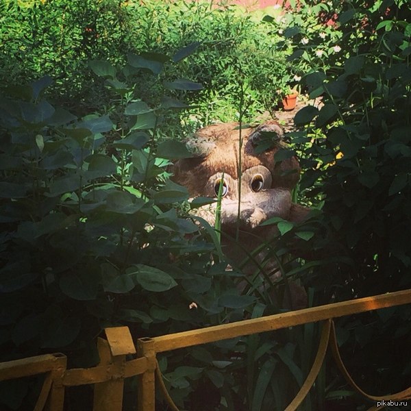 Внезапный медведь в соседнем дворе