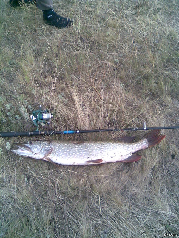 Вот такая рыбка ловится у нас в Балашовских речках