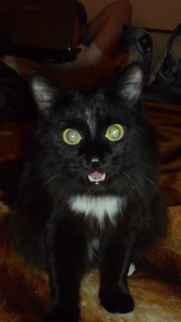 Или ты кормишь меня, или не знаю, что с тобой будет!