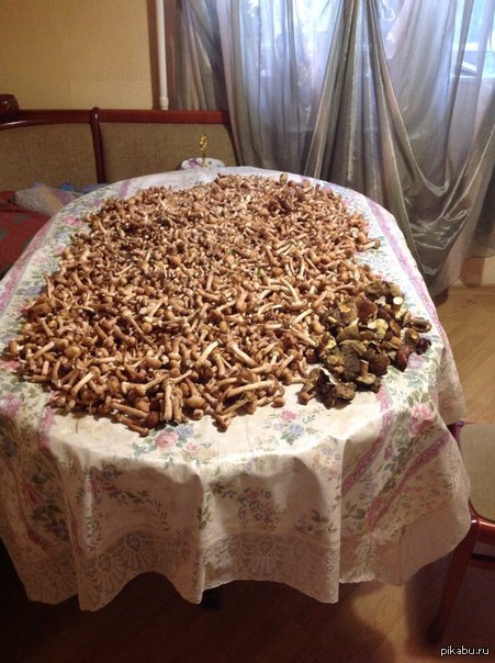 Рай для грибника