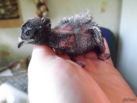 I gave them sky | � �������� �� ����