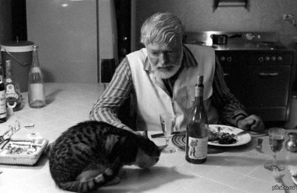 Ernest Hemingway is having dinner with a cat. - cat, Ernest Hemingway