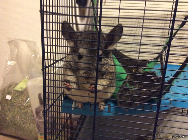 Шиншилла | Пикабу