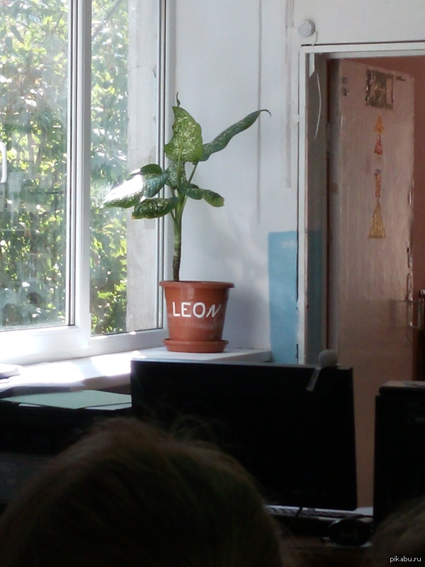 Flower pot on the windowsill of our computer scientist - Programmer, Flowers, Leon