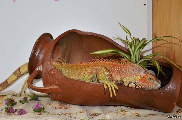 ��� ������� �����, �������, � ���� �����....