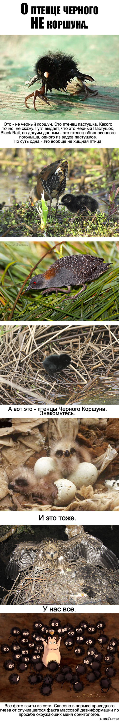 Птенцы коршуна