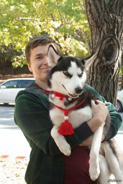 Просто собакен