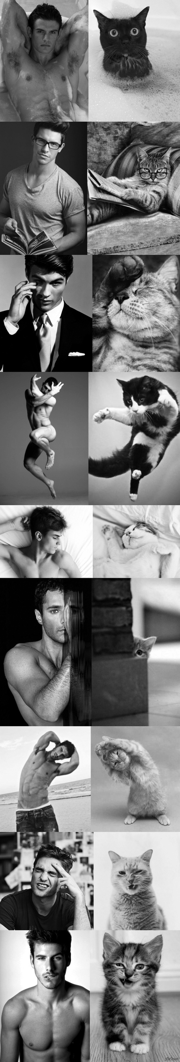 Позирующие котики