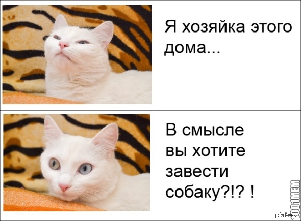 Моя кота | Пикабу