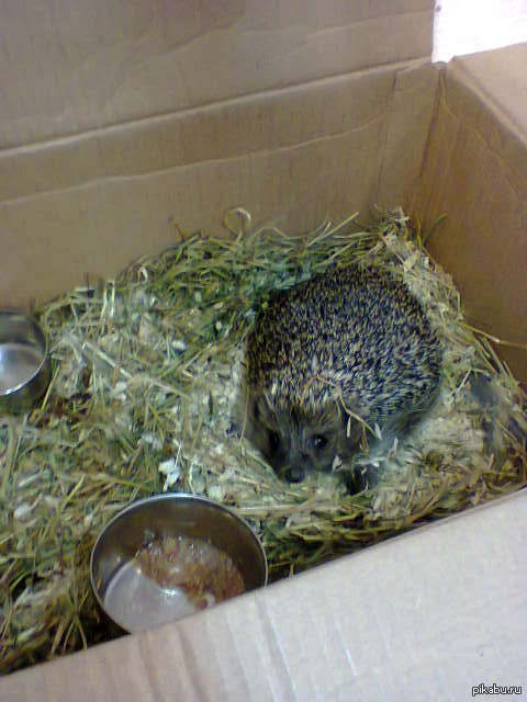 �������� ������������ ���� � ������ ����.  �����-���������. �.�.