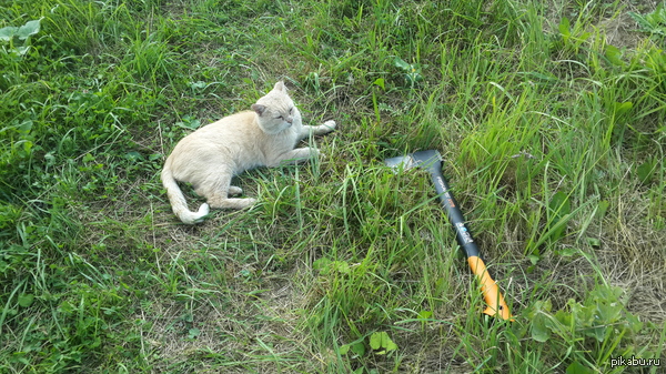 Cat with an ax - My, cat, Axe