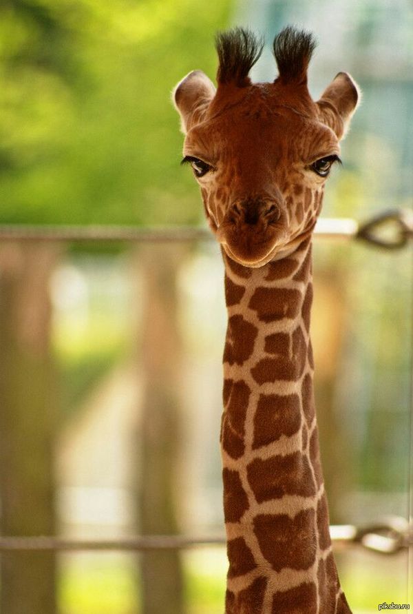 Little giraffe.. - Children, Giraffe, What's it called?