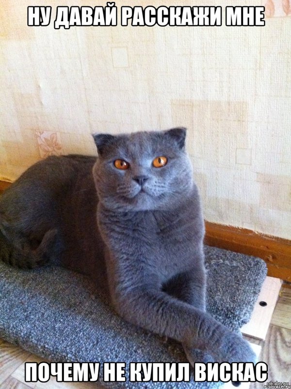 Премудрый Котэ