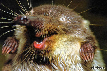 Так выглядит выхухоль