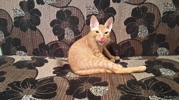 А это мой котейка. Для настроения