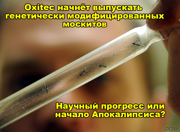 В Бразилии будут использовать генно-модифицированных комаров