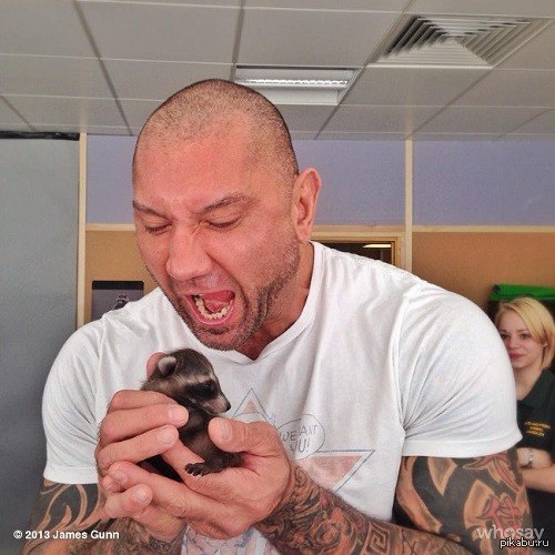 Дракс и Енот