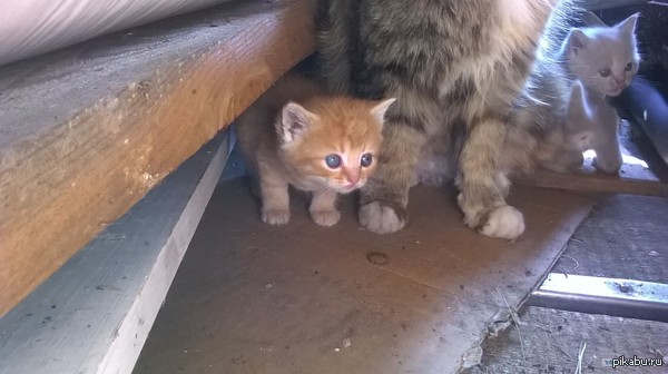 Пикабу сила, я уверен, поможем найти котейке дом?