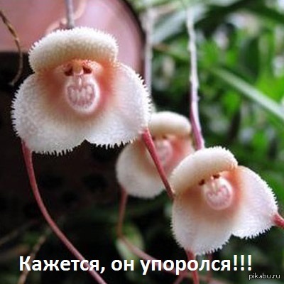 ��� ���� �� ����� ������� ��� ����, ��� ��� �����.