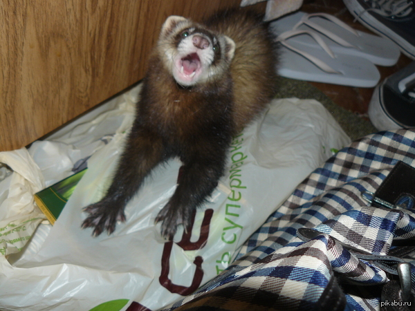 � ������ ������� ��� �����