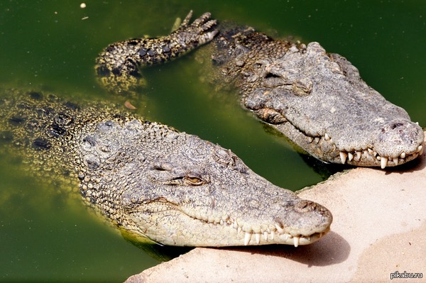 ����������, ������. ��� ������!