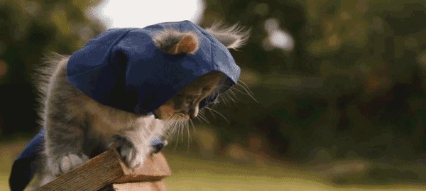 Kittys Creed 