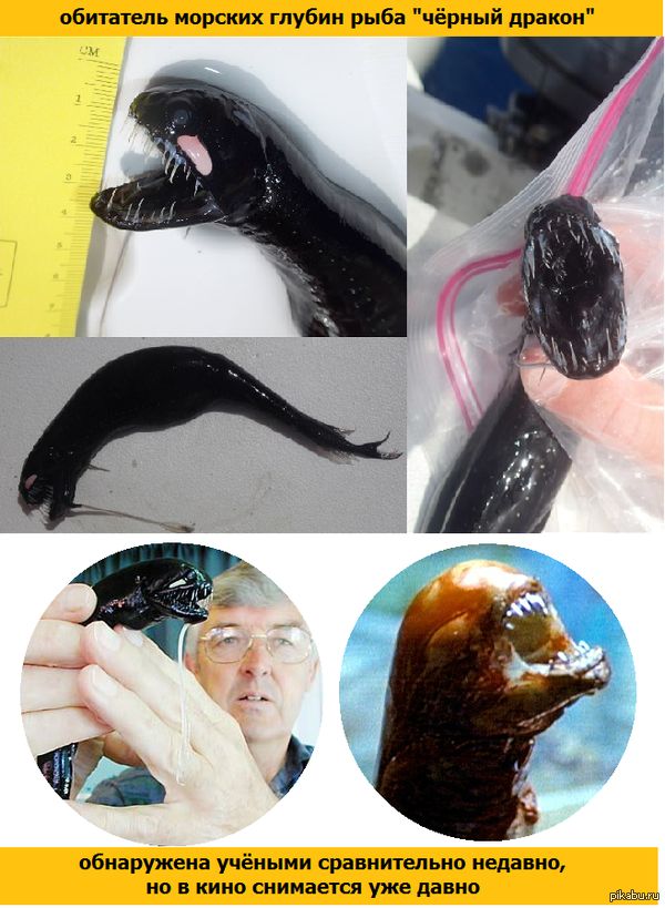 Чёрный дракон