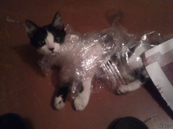 Ребят, нормально же общались