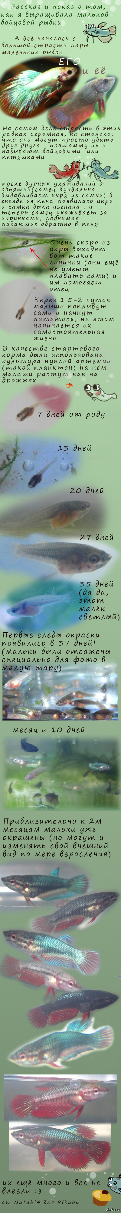 Story and show about fighting kids: - My, A fish, Longpost