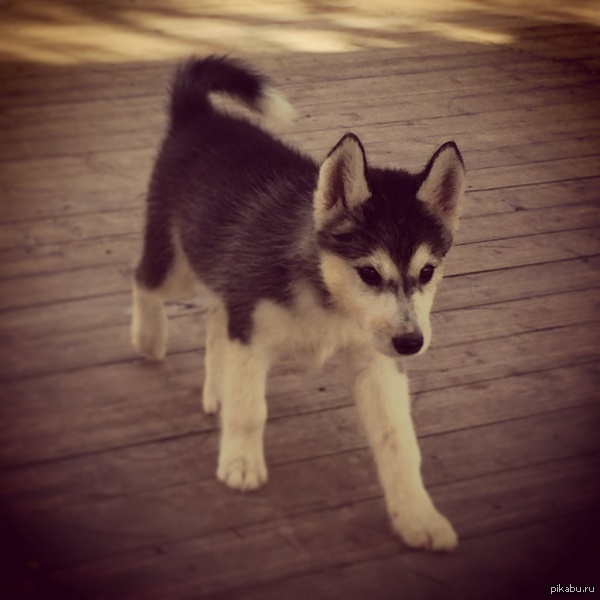 Самый лучший подарок