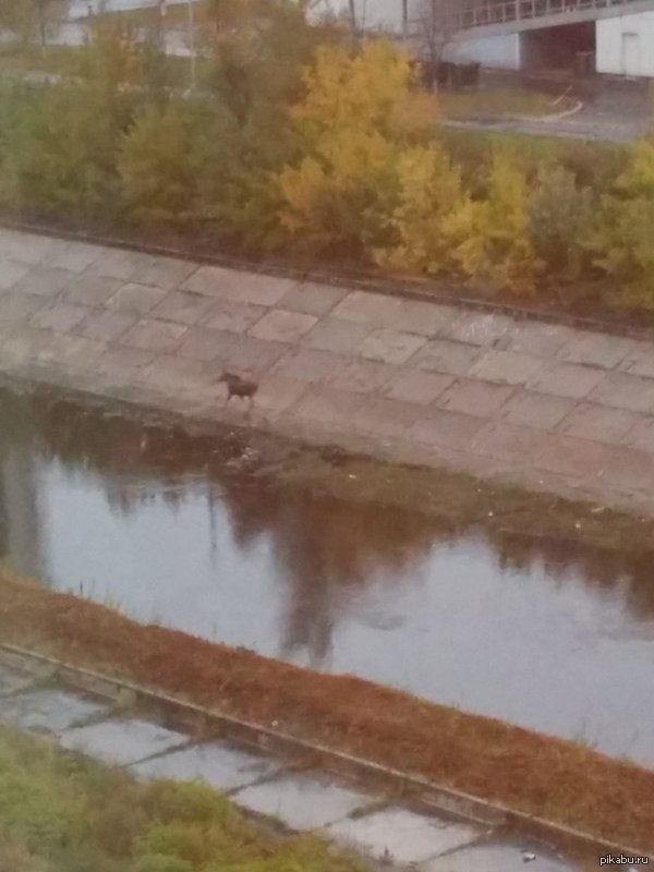 Я просто выглянул в окно утром, а там... Лось О_о