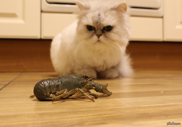 ����� ��� �� ������, ��� ���.